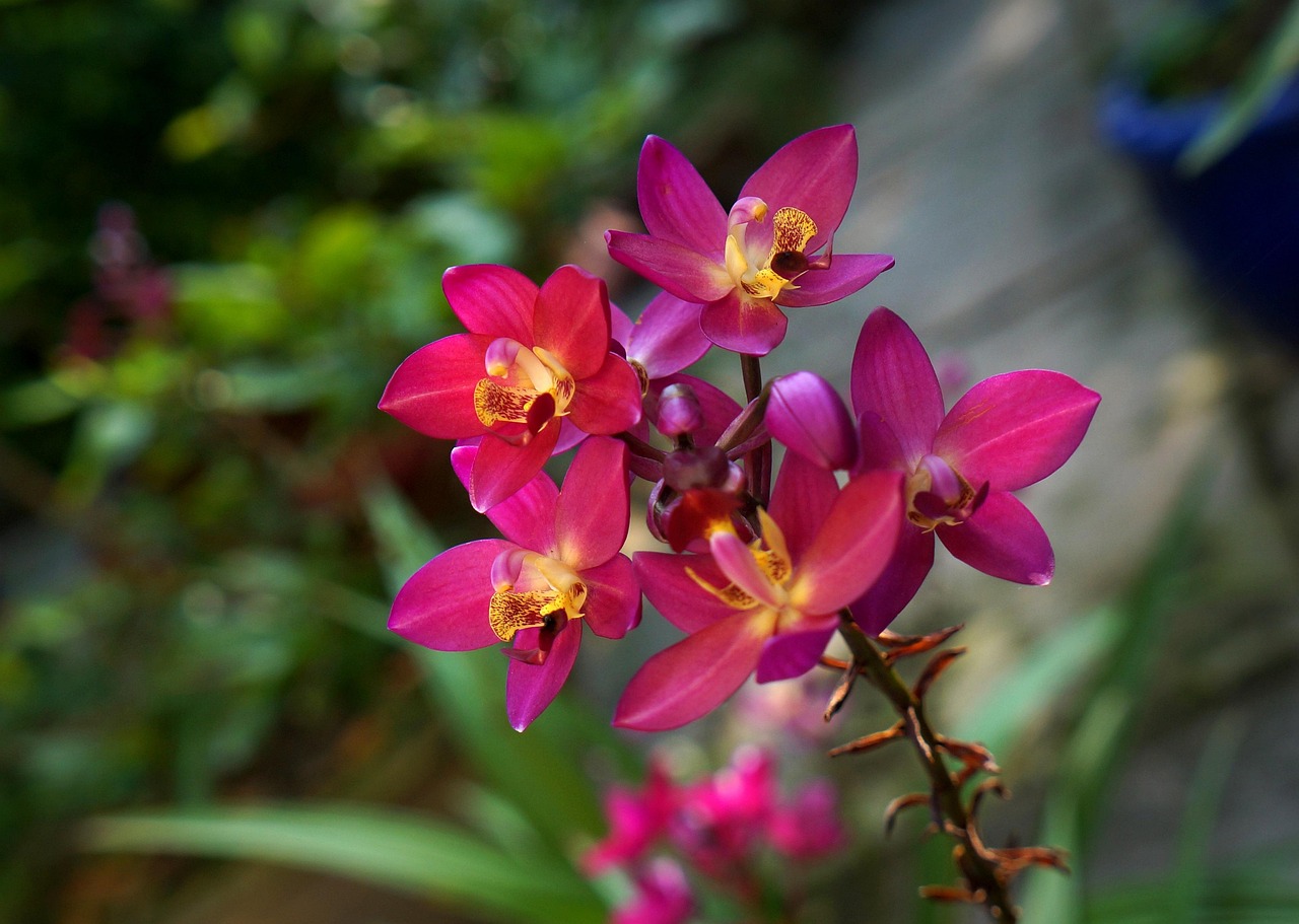 Orchid Serenity Arrangement