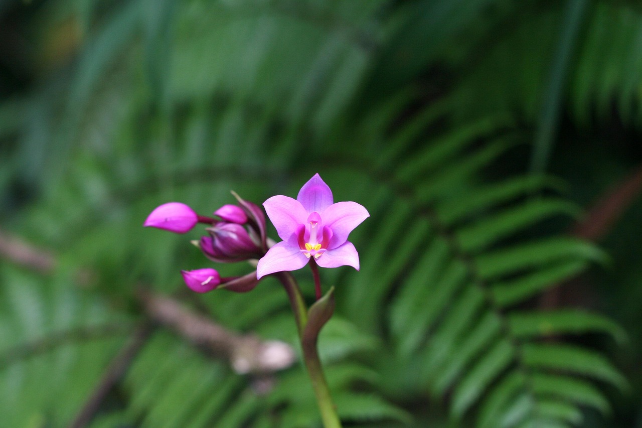 Orchid Arrangement