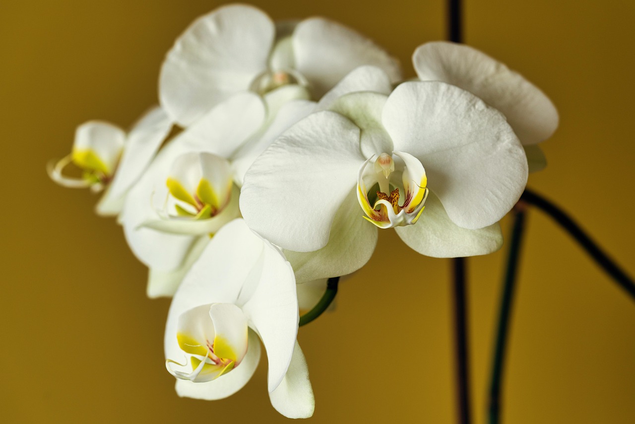 Orchid Details