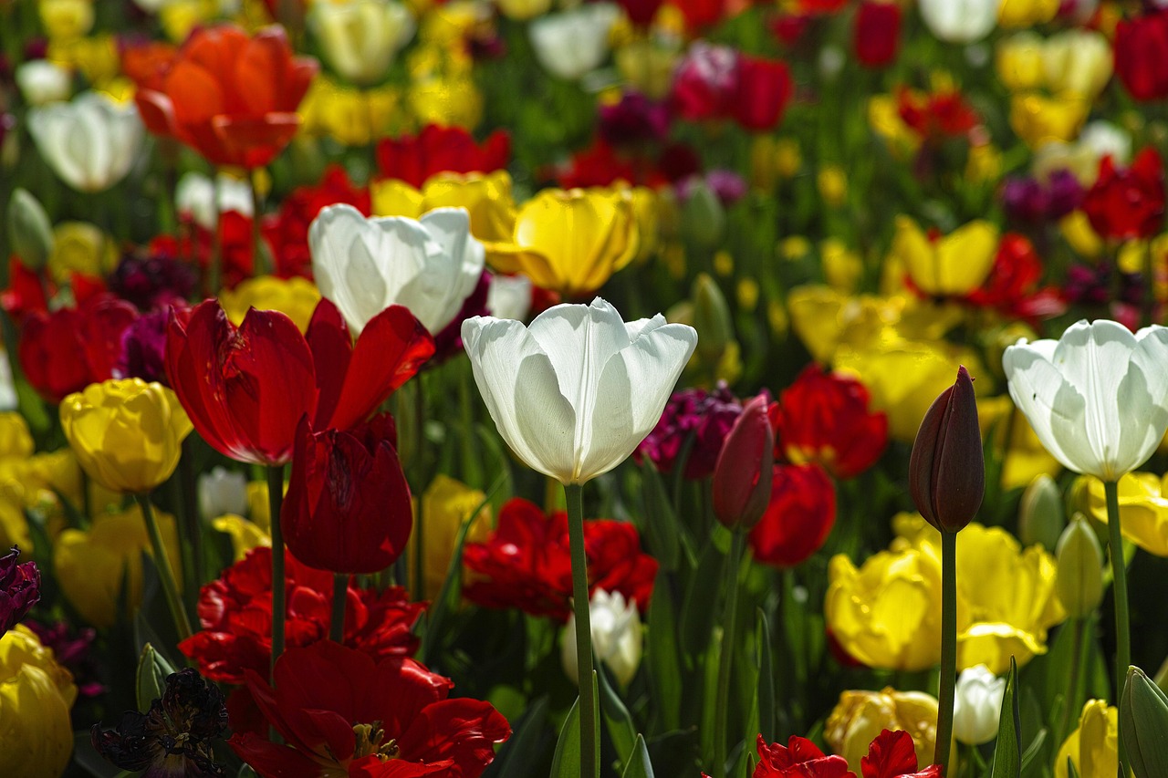 Mixed Flower Details